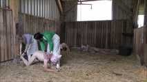 Hausschlachtung des Schweinchens im Stall
