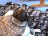 Anja, the fur slave 2
