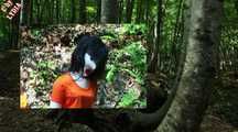 THE JUNGLE CAMP PART 1
