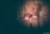 The Cellar