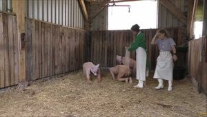 Home slaughtering of the piglet in the barn