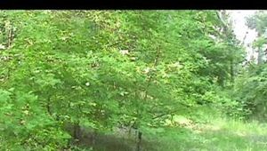 HG-18 Kleo im Wald überfallen