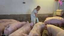 Clip #023 Which pig should it be? #Stall #Apron #Butcher