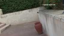 161181 Eve Wastes No Time In Peeing In The Ashtray