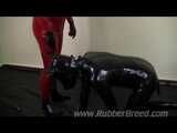 Bad Puppy Training
