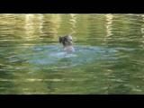 Jenny swimming in the sea wearing sexy shiny nylon shorts and a bikini top (Video)