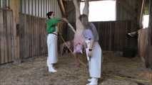 Hausschlachtung des Schweinchens im Stall
