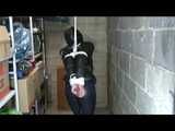 Watch 3 Archive Videos with Julia enjoying Bondage in shiny nylon Downwear.