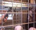 ab-107 Abducted Girls (3)