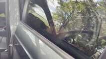 Wanked my cunt in the car and made him cum