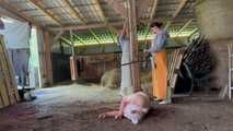 Schlachtfest! Es gibt frischen Bacon! HumanPig
