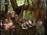 FOREST FUCK