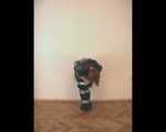 [From archive] Liska escapes from the trash bag mummification