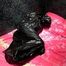 [From archive] Stella - packed in the trash bag on the bed and escapes