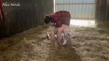 Finally a pig in the sty again ( role play mock slaughter )