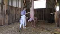 Hausschlachtung des Schweinchens im Stall