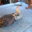 AB-Serie Vanessa hogtied barefeet