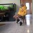 Marenka - robbery in the apartment part 7 of 7