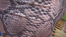 Yvette the snake-girl and her ass 