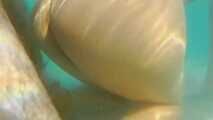 CUCKOLD IT MAKES ME HORNY FOR COCKS 