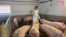 Clip #023 Which pig should it be? #Stall #Apron #Butcher