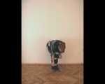[From archive] Liska escapes from the trash bag mummification
