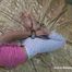 Ruslana - Hogtied
