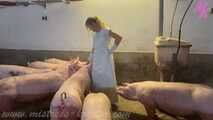 Clip #023 Which pig should it be? #Stall #Apron #Butcher
