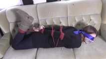 Vanessa hogtie on couch 2/2