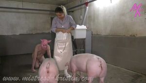 Clip #005 Slaughter in the pigsty - the mixed group