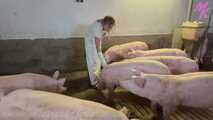 Clip #023 Which pig should it be? #Stall #Apron #Butcher