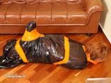 Stella - hogtaped in orange Klebeband verpackt und in den Müllsack
