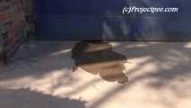 064002 Kima Takes A Shy Pee In Front Of The Warehouse Door