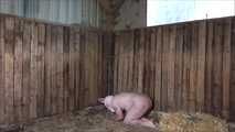 The sense of my slaughter pig ( role play )