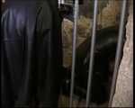 Les Deesses Diaboliques - Wuff Wuff
