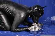Rubber dog days