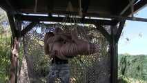 Outdoor Hogtie Suspension for Rachel St4rdust
