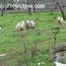 030050 Salma de Nora Has An Audience As She Pees
