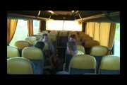 Gangbang in the bus ...