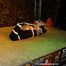 Lena King Hogtied