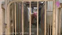 Clip #008 Feeding my pigs—the mixed group #humanpig in the real #barn