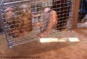 AB-107A  Abducted Girls (3)