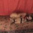 Video - Well Packed Asian Girl - Balltied Anya Lying on the Floor