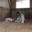 Home slaughtering of the piglet in the barn
