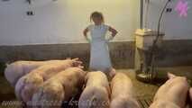 Clip #023 Which pig should it be? #Stall #Apron #Butcher