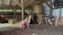 Schlachtfest! Es gibt frischen Bacon! HumanPig