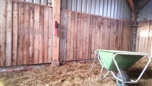 Du wirst den Mist fressen Sklavenmade