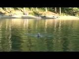 Jenny swimming in the sea wearing sexy shiny nylon shorts and a bikini top (Video)