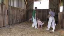 Hausschlachtung des Schweinchens im Stall