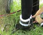 ab-083 - Monique trained as Pony-Girl (3)
